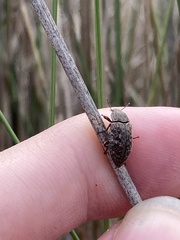 Epitragodes tomentosus