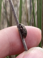 Epitragodes tomentosus