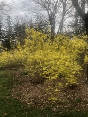 Forsythia