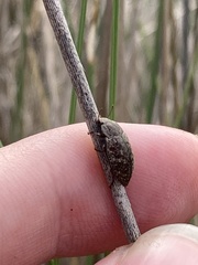 Epitragodes tomentosus