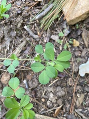 Trifolium dubium