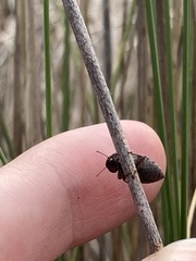 Epitragodes tomentosus