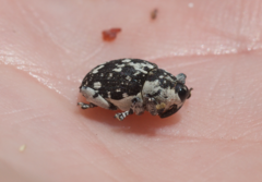 Peltophorus polymitus