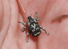 Peltophorus polymitus