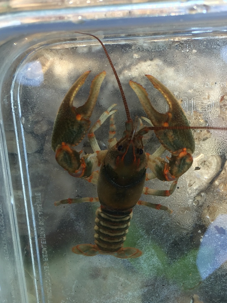 Etowah Crayfish (Crayfishes of Georgia) · iNaturalist