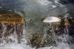 Alosa pseudoharengus