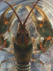 Cambarus fasciatus
