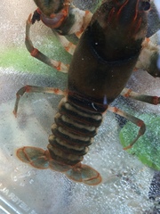Cambarus fasciatus