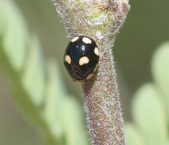Hyperaspis octonotata