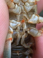 Cambarus fasciatus