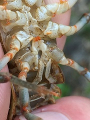 Cambarus fasciatus