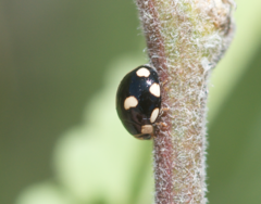 Hyperaspis octonotata