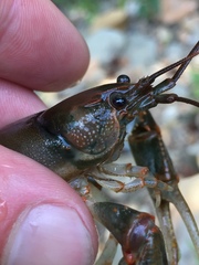 Cambarus fasciatus