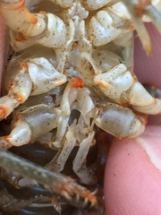 Cambarus fasciatus