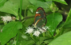 Ithomia agnosia zikani
