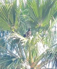 Parabuteo unicinctus