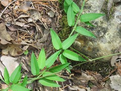 Metastelma barbigerum