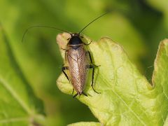 Ectobius erythronotus