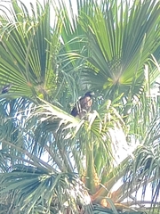 Parabuteo unicinctus