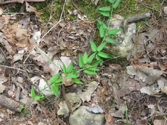 Metastelma barbigerum