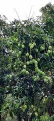 Mangifera indica image