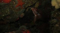 Chirodactylus brachydactylus