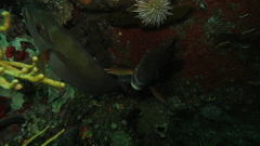 Chirodactylus brachydactylus