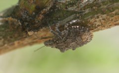 Brochymena parva