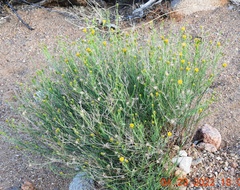 Porophyllum scoparium