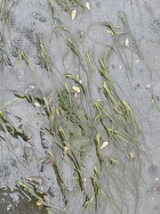 Zostera japonica