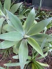 Agave seemanniana