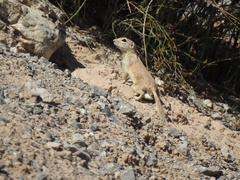 Xerospermophilus spilosoma