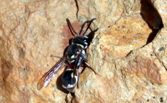Maricopodynerus
