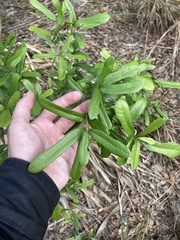 Quercus minima