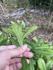Quercus minima