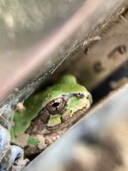 Hyla japonica