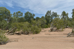 Melaleuca fluviatilis