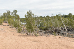 Melaleuca fluviatilis