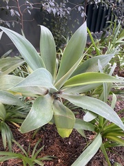 Agave seemanniana