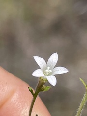 Githopsis diffusa candida