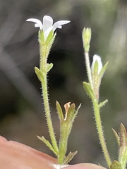 Githopsis diffusa candida