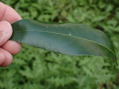 Euthoracaphis umbellulariae