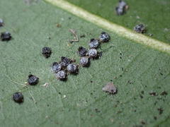 Euthoracaphis umbellulariae