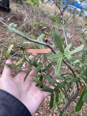 Quercus minima