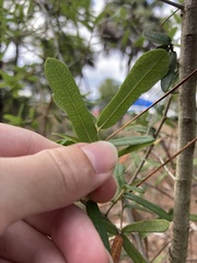 Quercus minima