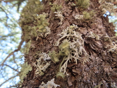 Usnea cirrosa