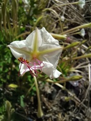 Mirabilis longiflora