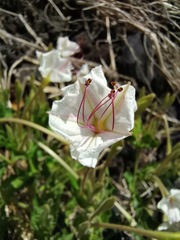 Mirabilis longiflora