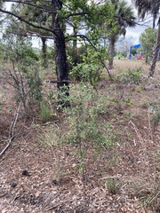 Quercus minima