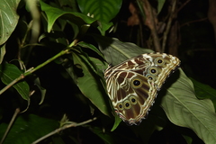 Morpho deidamia